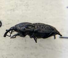 Image of Weevil