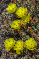 Image of Brittle Cactus