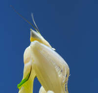 Image of Orchid mantis