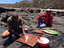 Image of Pacific red snapper