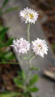 Image of streamside fleabane