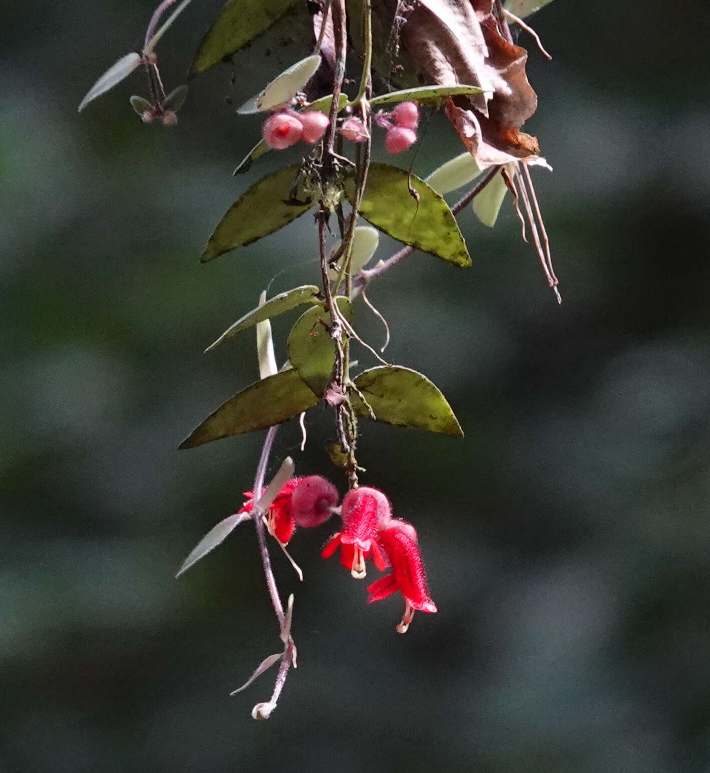 Image of Aeschynanthus tricolor Hook.