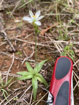 Image of Echeandia nana (Baker) Cruden