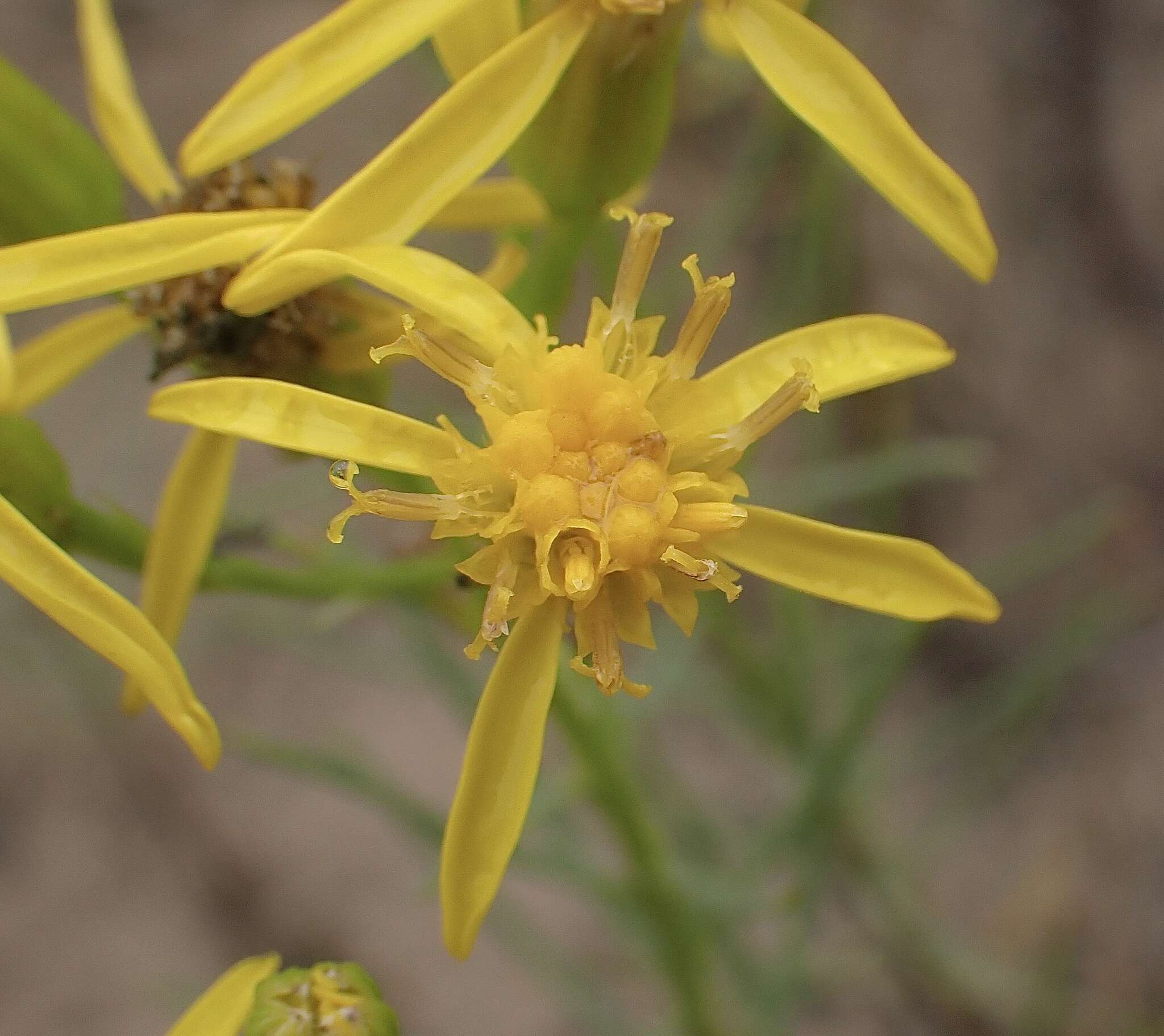 Image of dune ragwort