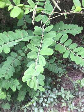 Image of Panicled Indigo-Bush