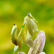 Image de Mante orchidée