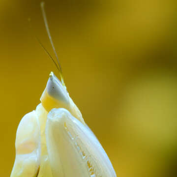 Image of Orchid mantis