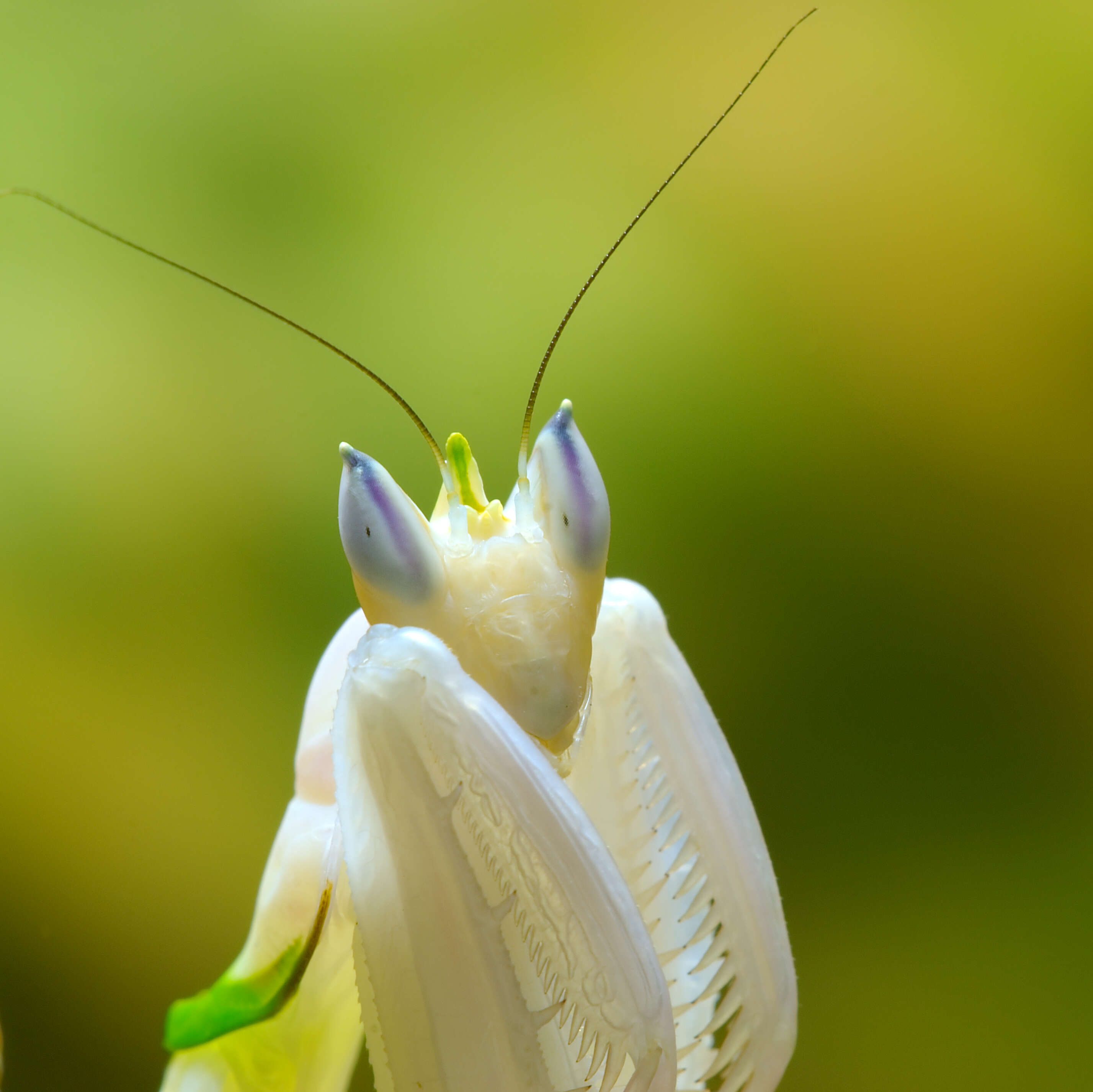 Image of Orchid mantis