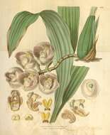 Image of Peristeria pendula Hook.