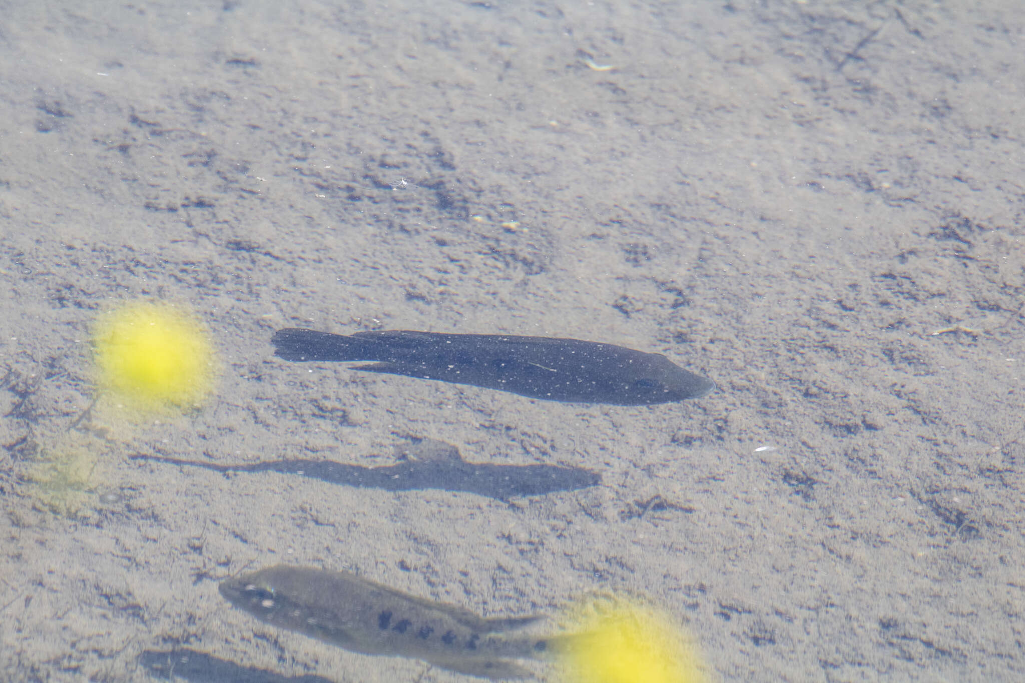 Image of Minckley's cichlid