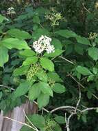 Image de Cornus foemina Mill.