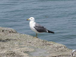 Plancia ëd Larus crassirostris Vieillot 1818