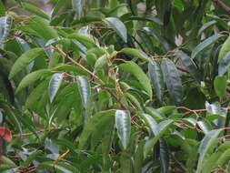 Plancia ëd Prunus lusitanica subsp. lusitanica