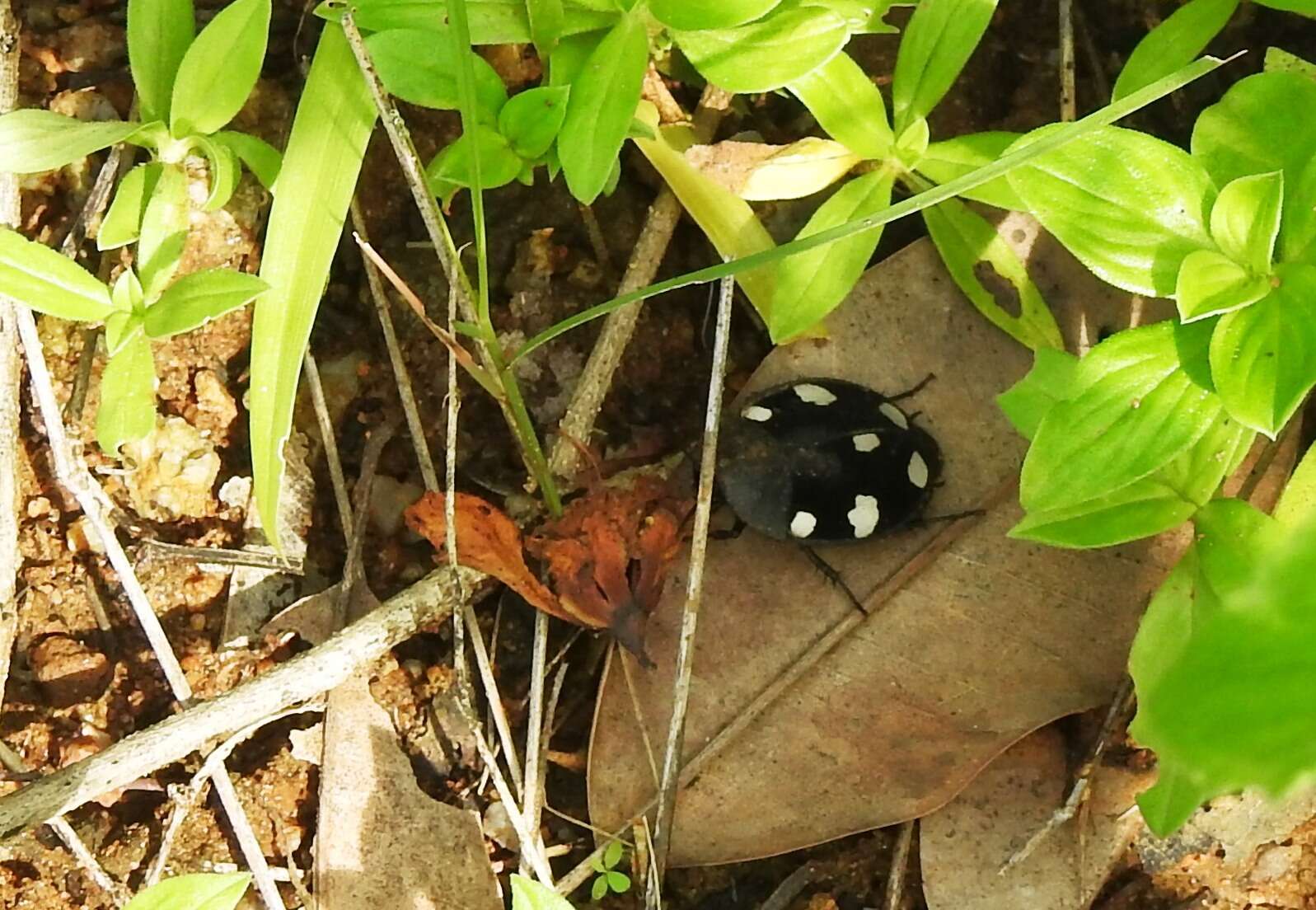 Image of Indian Domino Cockroach