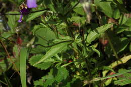 Image of Viola disjuncta W. Becker