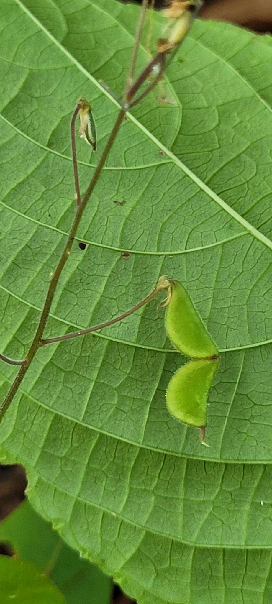 Imagem de Desmodium wydlerianum Urb.