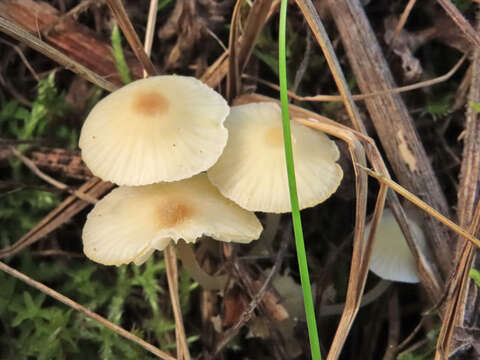 Image of Atheniella flavoalba (Fr.) Redhead, Moncalvo, Vilgalys, Desjardin & B. A. Perry 2012