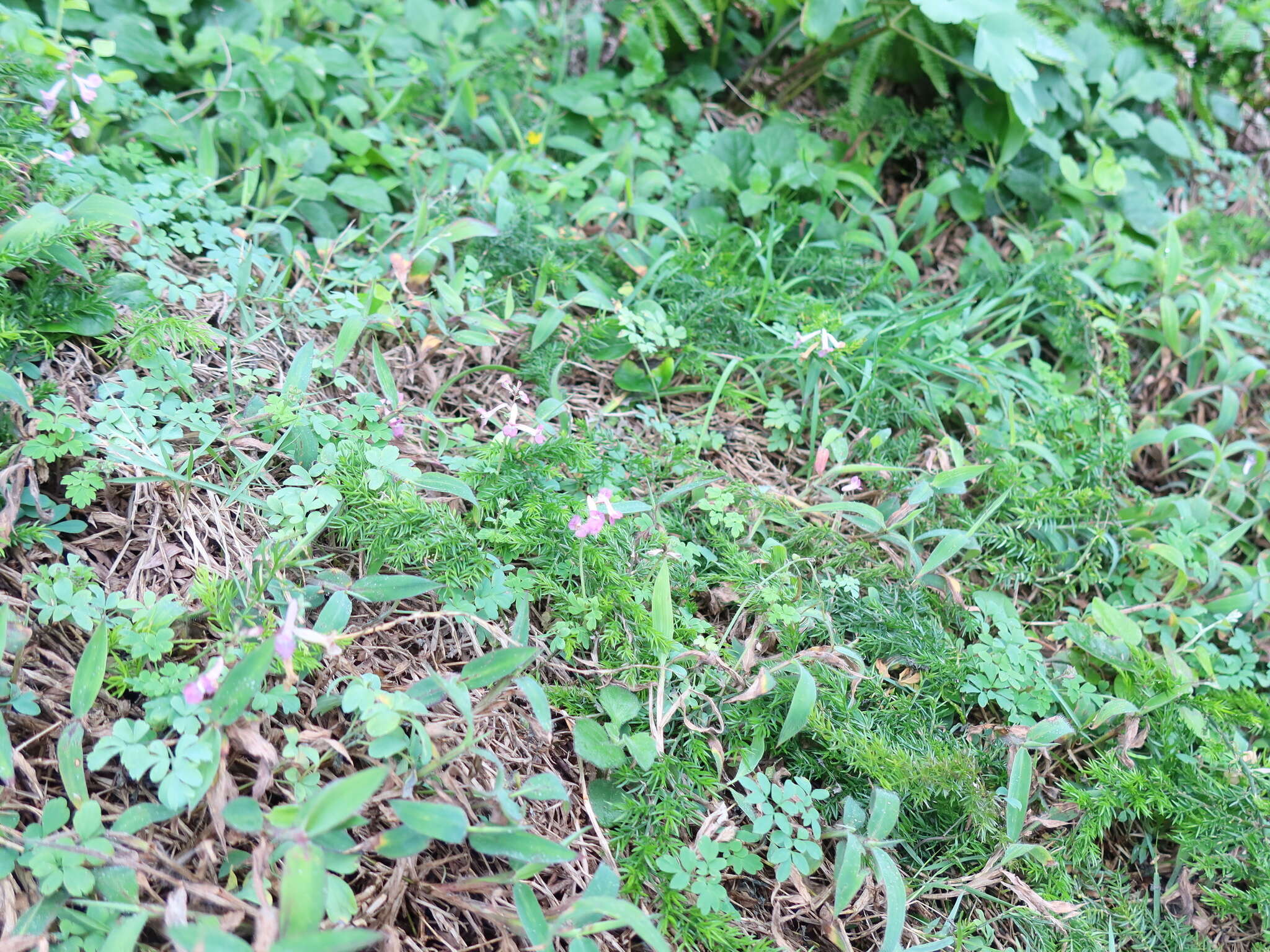 Image of Corydalis decumbens (Thunb.) Pers.