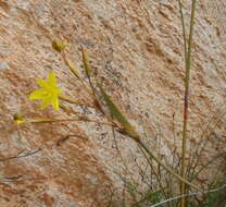 Image of Bobartia paniculata G. J. Lewis