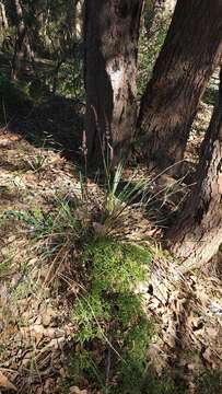 Image de Lomandra preissii (Endl.) Ewart