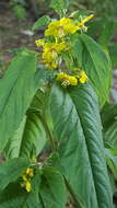 Image of fringed loosestrife