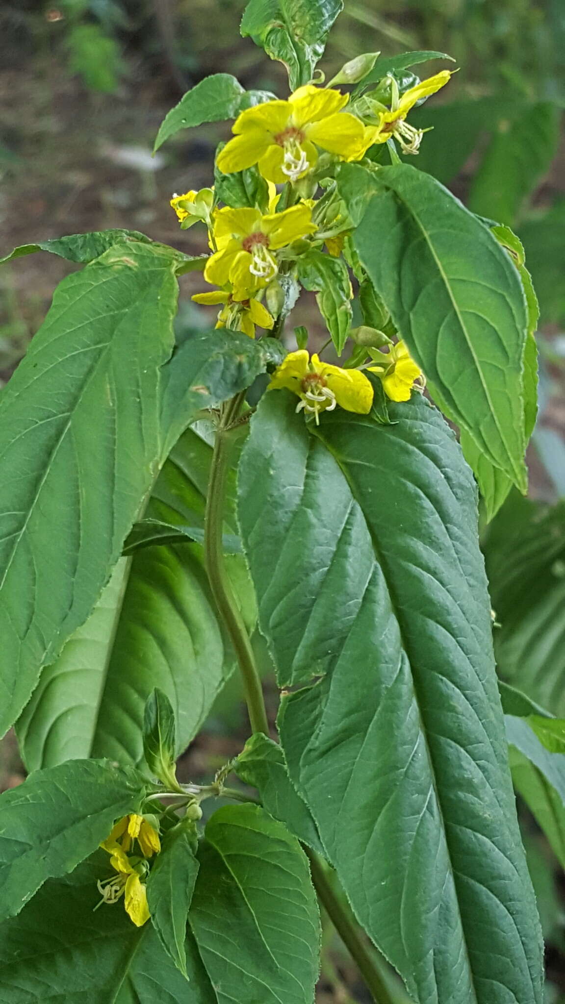 Imagem de Lysimachia ciliata L.