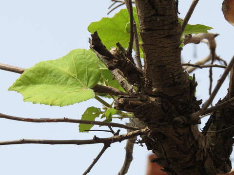 Imagem de Dombeya quinqueseta (Del.) Exell