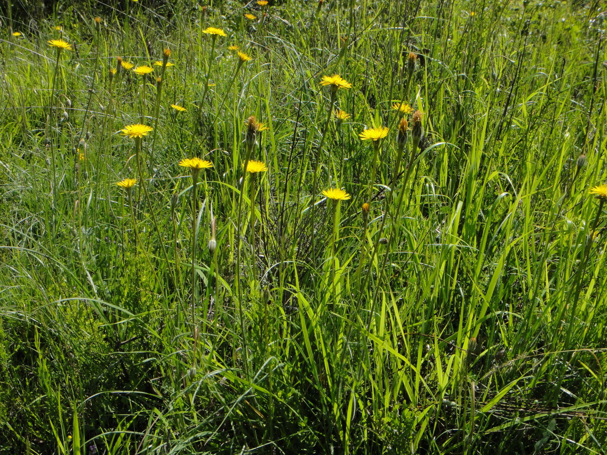 Image of Scorzonera villosa subsp. villosa