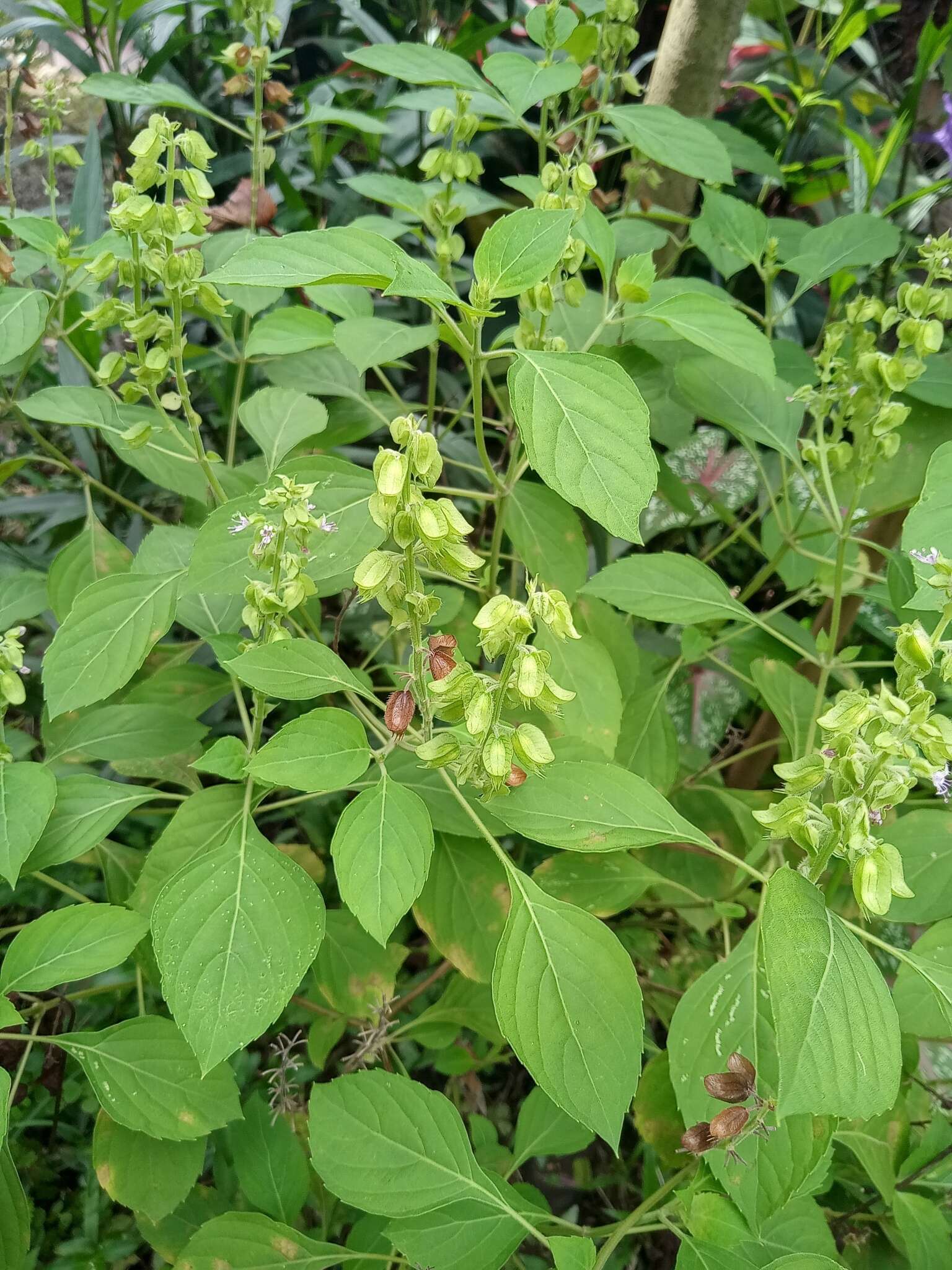 Слика од Ocimum campechianum Mill.