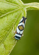 Image of Macugonalia moesta (Fabricius 1803)