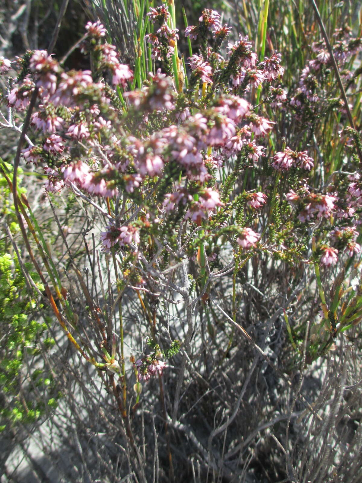 Image of Honey blaeria