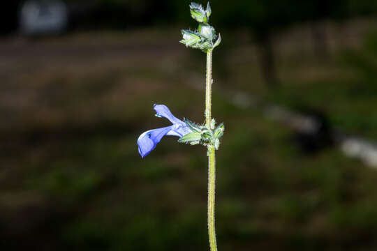 Image of Salvia prunelloides Kunth