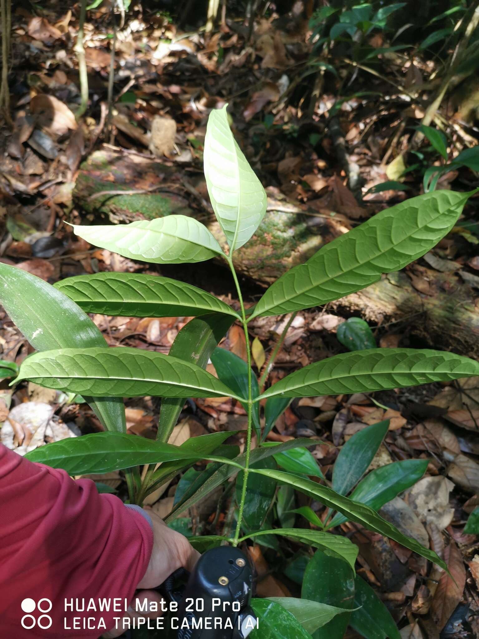 Image of Strophanthus caudatus (L.) Kurz