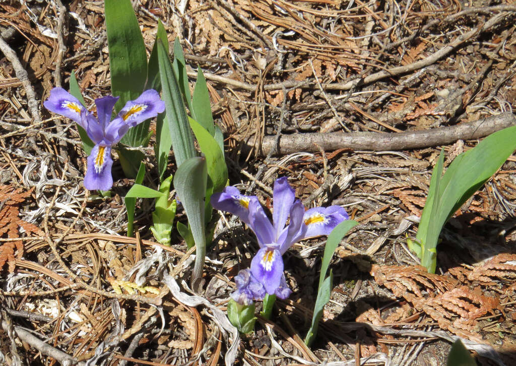 Image of dwarf lake iris