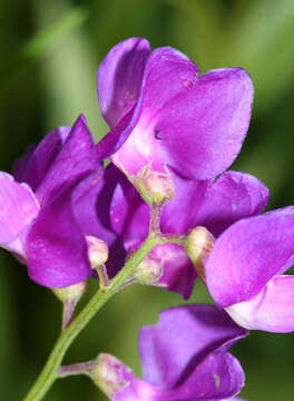 Lathyrus quinquenervius (Miq.) Litv.的圖片