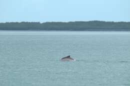 Image of Atlantic Hump-backed Dolphin