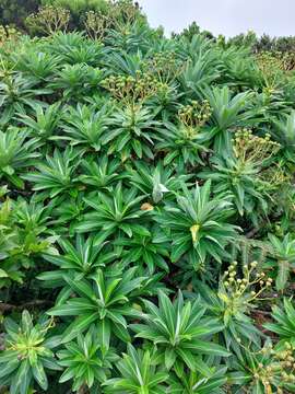 Image of Euphorbia stygiana subsp. stygiana