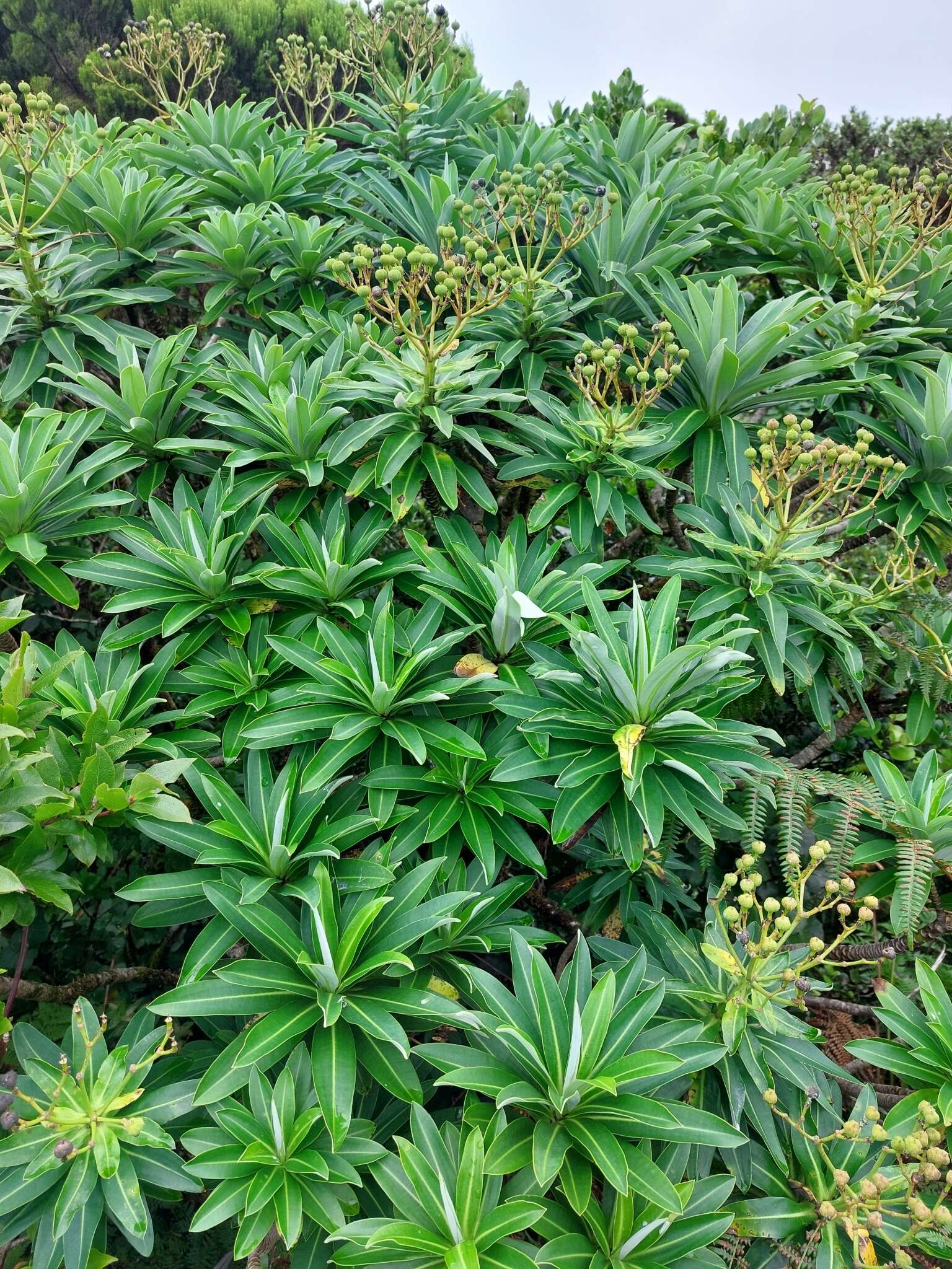 Image of Euphorbia stygiana subsp. stygiana