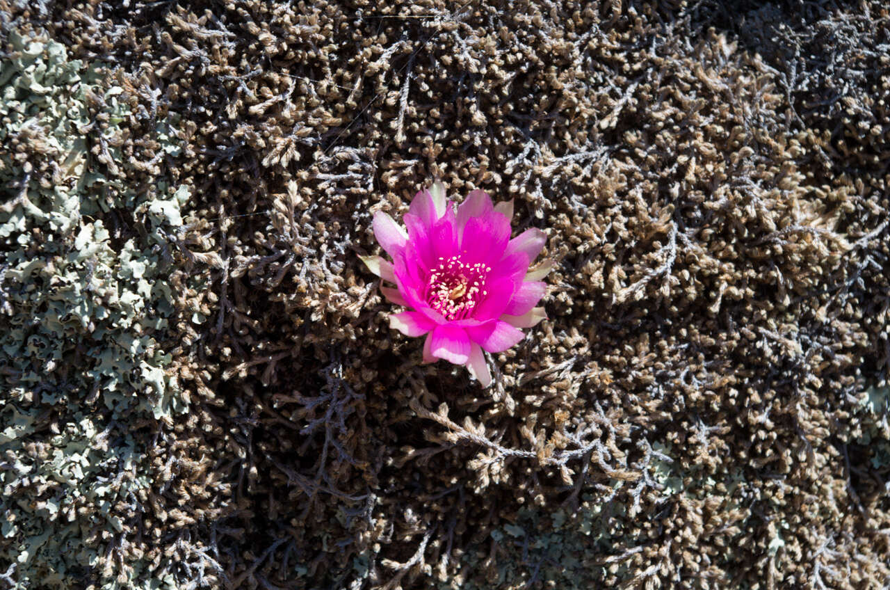 Image de Echinopsis tiegeliana (Wessner) D. R. Hunt