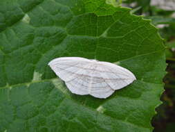 Image of Acropteris iphiata Guenée