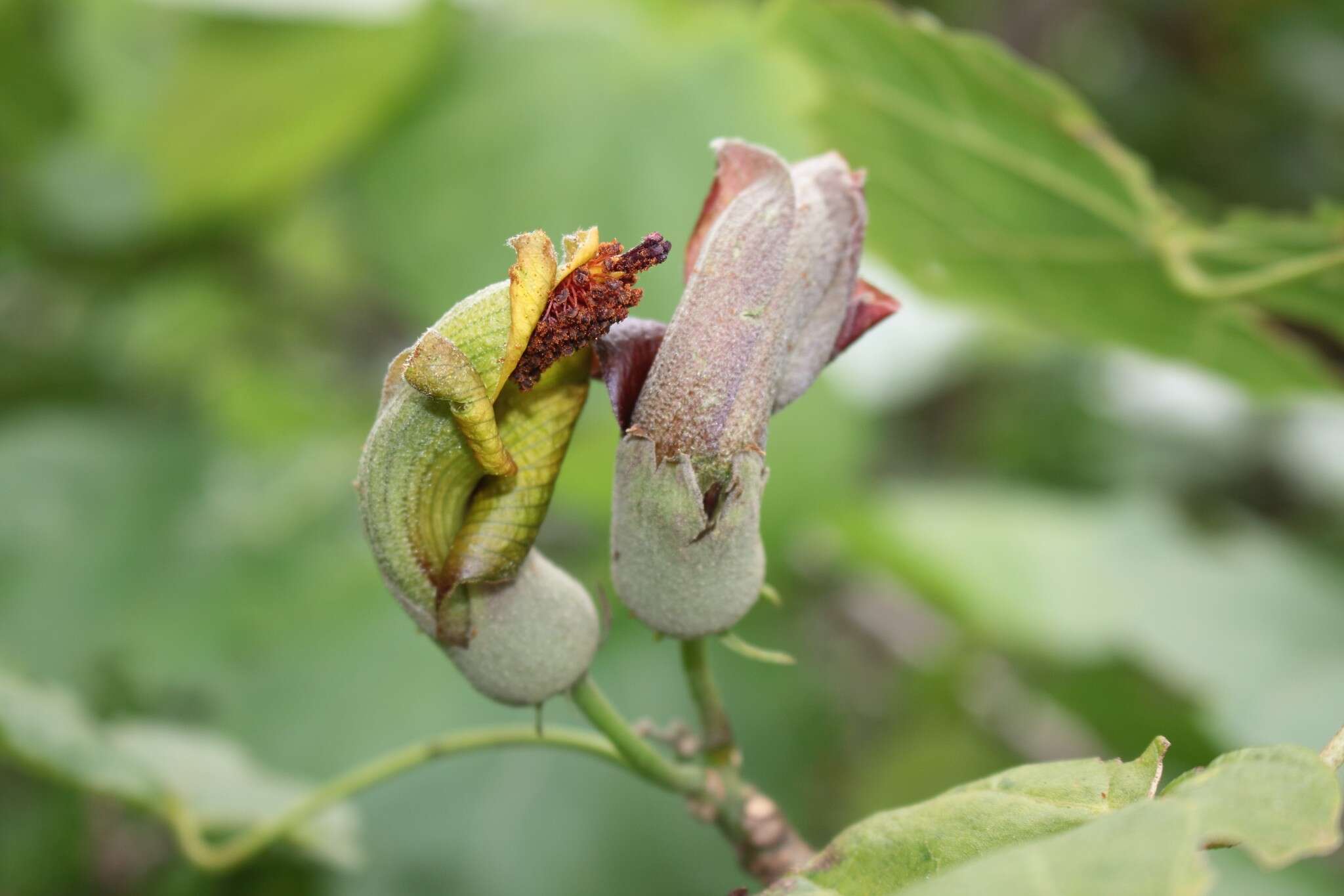 Image of hibiscadelphus