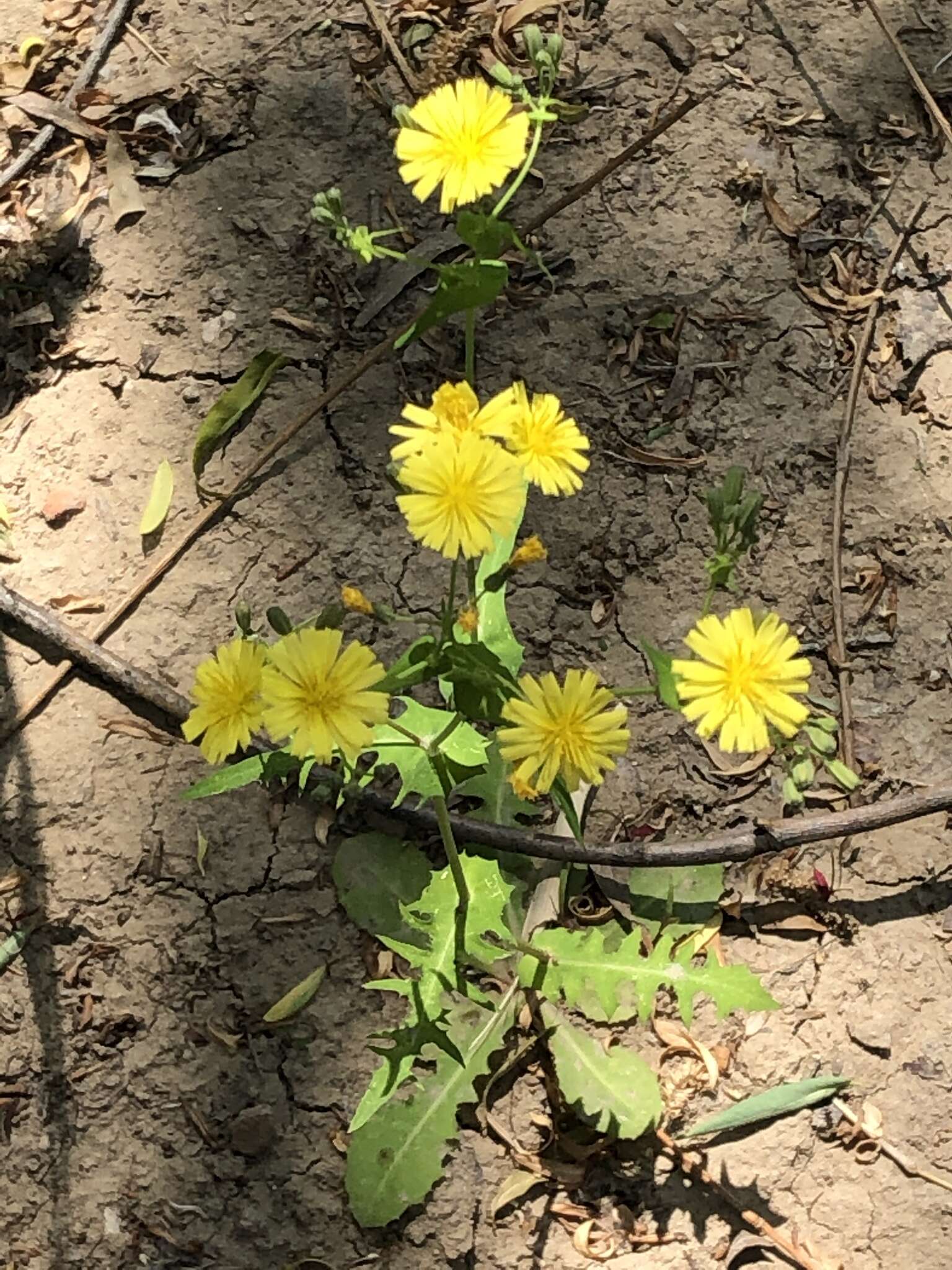 Image of Crepidiastrum sonchifolium (Maxim.) J. H. Pak & Kawano