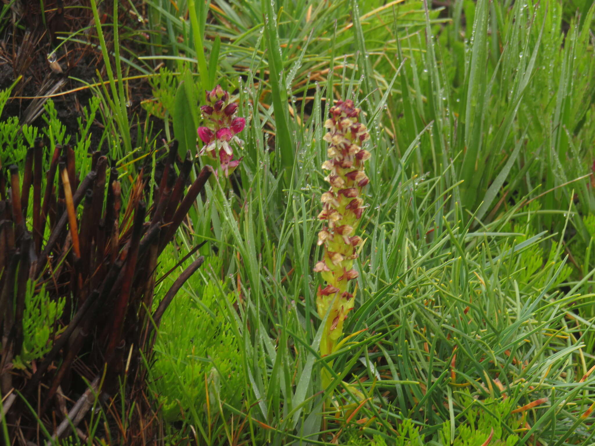 Image of Disa albomagentea E. G. H. Oliv. & Liltved