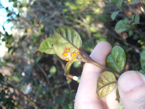 Austropuccinia psidii (G. Winter) Beenken 2017的圖片