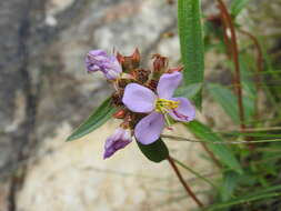 Imagem de Antherotoma debilis (Sond.) H. Jacques-Félix