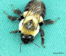 Image of Common Eastern Bumblebee