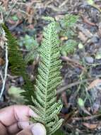 Image of Kunth's hacksaw fern