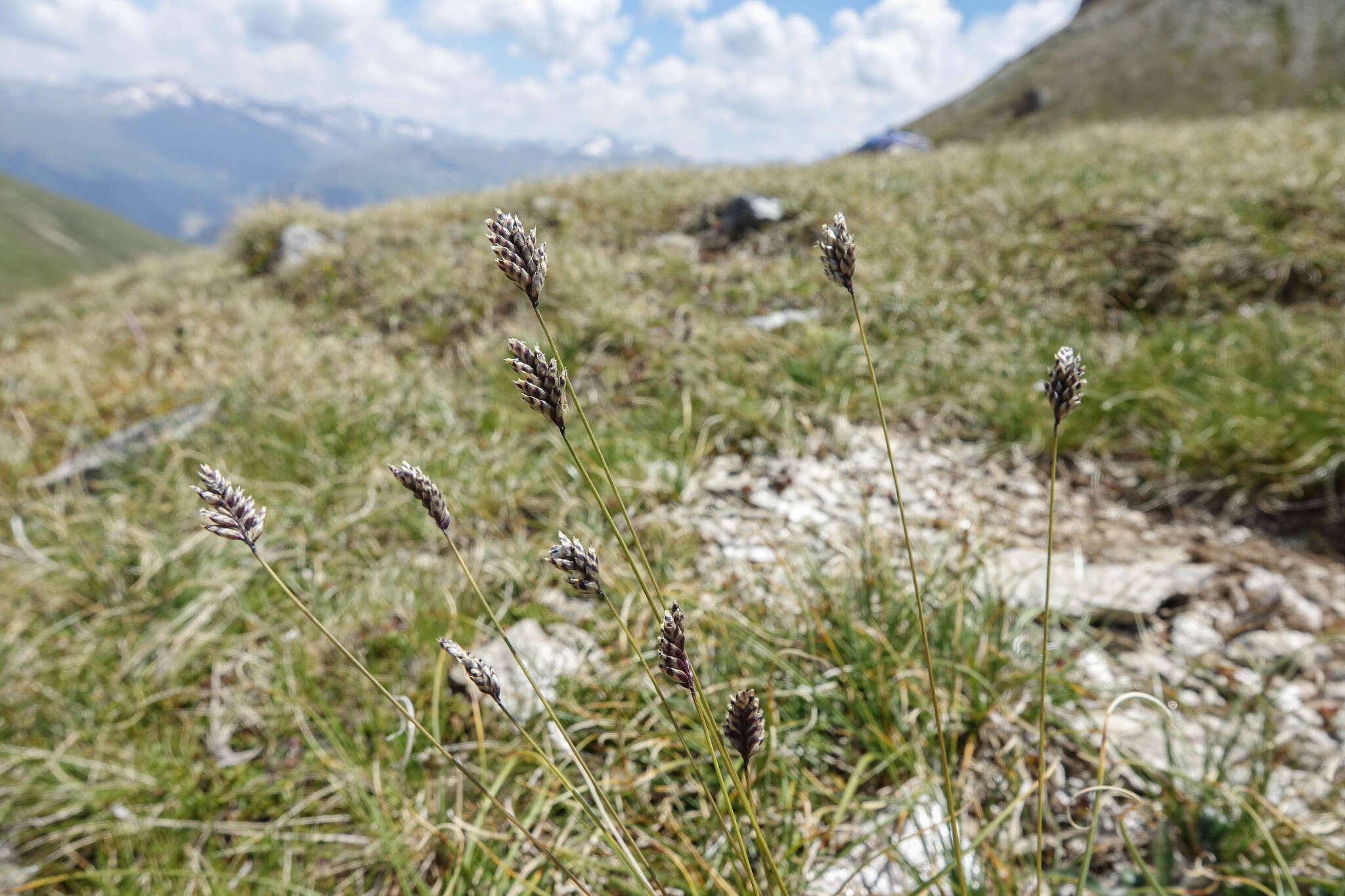 Image of Oreochloa disticha (Wulfen) Link