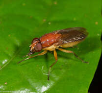 Image de Borbororhinia bivittata (Walker 1856)