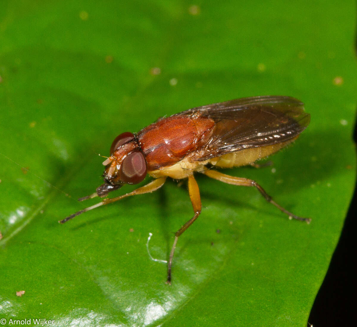 Image of Borbororhinia bivittata (Walker 1856)